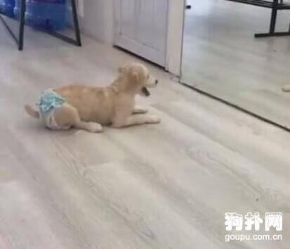 主人为省事，直接给狗穿上纸尿裤，狗子气得发狂