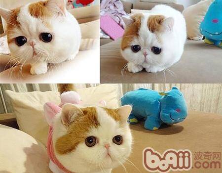 异国短毛猫（加菲猫）品种简介