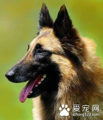 比利时马林诺斯犬的性格 该犬精力旺盛