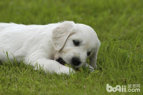 狗狗黑便 狗狗黑便的原因是什么