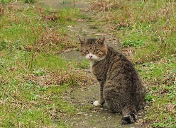 猫为什么不能随便送人