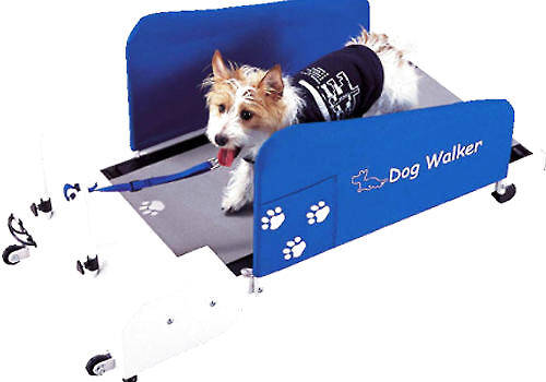 如何训练狗狗在跑步机上跑步,如何训练狗狗陪孩子玩