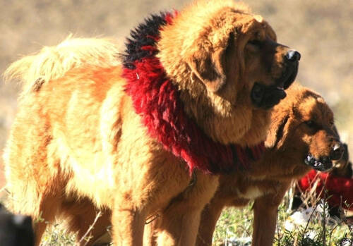 藏獒三个月能长多大 生活在高原上的东方神犬