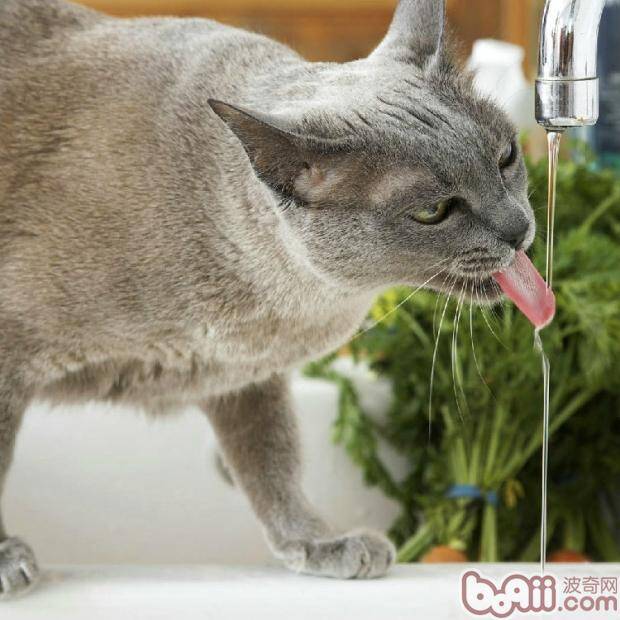 十个方法让猫咪多喝水