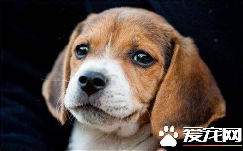 比格犬打猎怎么样 比格犬易于训练和抓捕