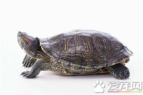 石板龟怎么养 养龟水深一般比龟背稍高