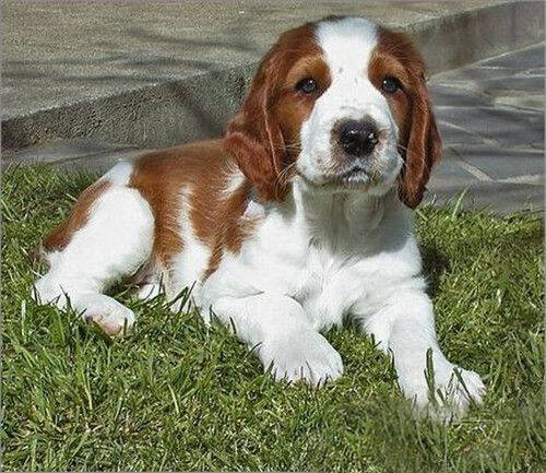 史宾格犬非常适合家养,史宾格犬训练