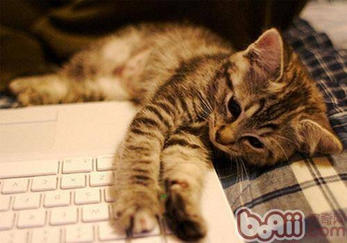 猫咪为何那么爱键盘