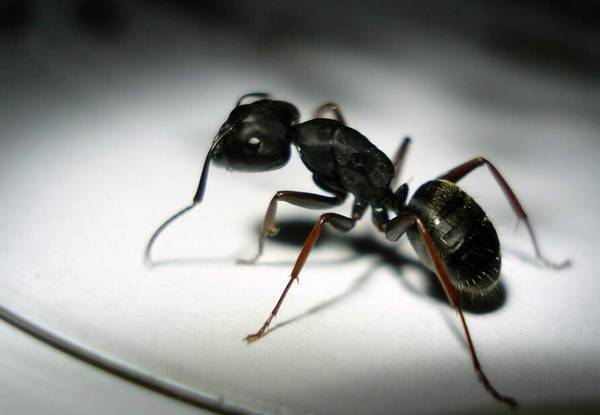 蚂蚁喜欢吃什么食物