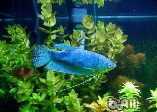 蓝星鱼的喂食要点