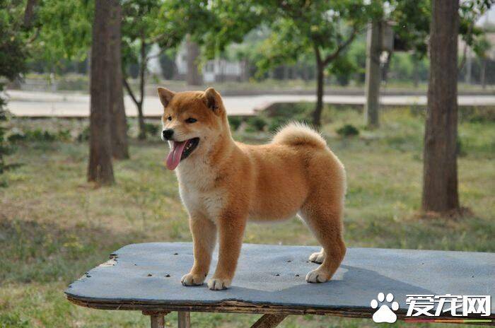 柴犬能活多久 原来柴犬只能陪伴我们这么短的时间