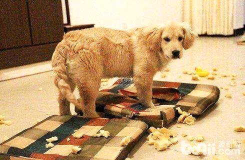 狗狗在家搞破坏是什么原因？该怎么解决这个问题？