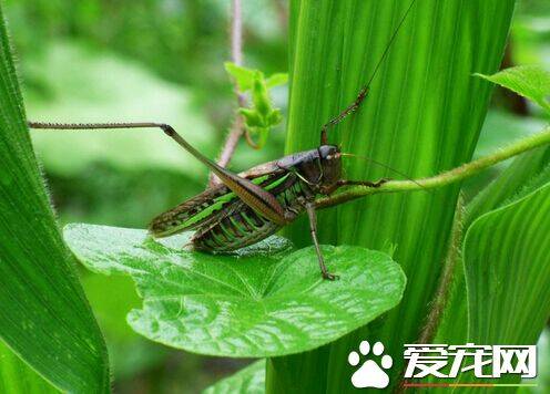 蝈蝈是害虫还是益虫 蝈蝈就是一种益虫