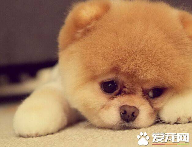 狗可以吃土豆吗 一定要控制好土豆的量