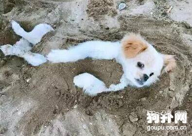 狗狗异食癖的毛病怎么解决？