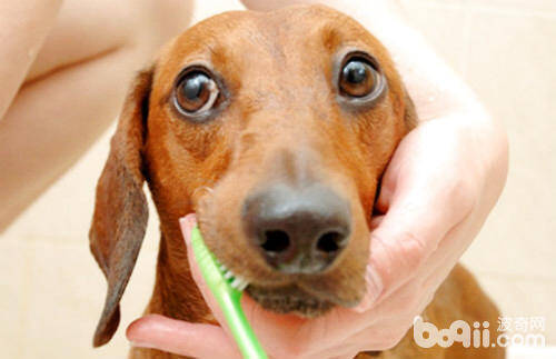 狗狗刷牙需要注意什么
