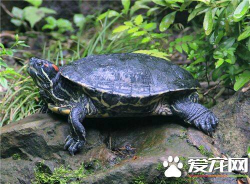 风水龟乌龟养几只好 风水龟饲养两个最为合适