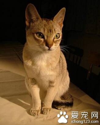 世界上最小的猫 新加坡猫体型最小