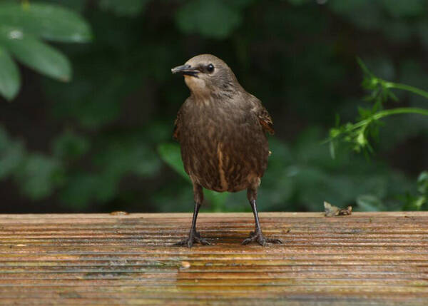 八哥怎么养才不会飞走