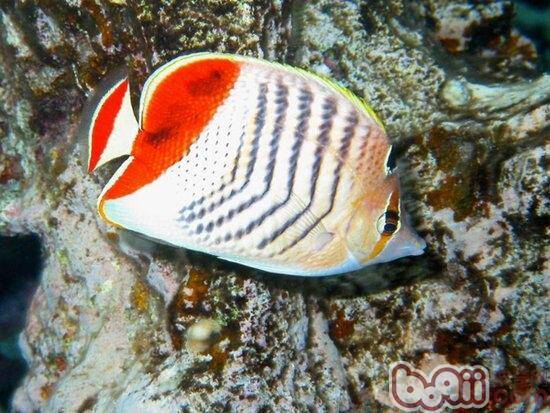 关于蝶鱼品种的介绍资料