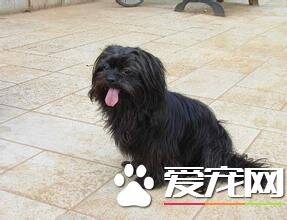 拉萨犬名字的来历 拉萨犬的历史传说