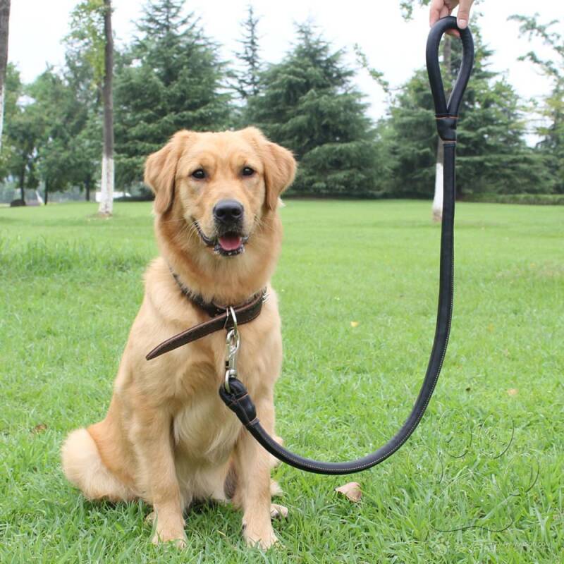 狗狗佩戴牵引绳的好处,狗狗旅行观光地应注意之处