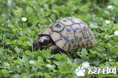 乌龟溺水 乌龟溺水的症状及防治方法