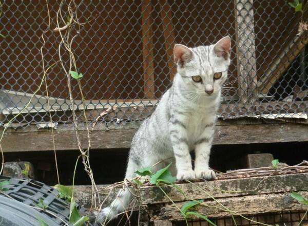 宠物猫可以吃狗粮