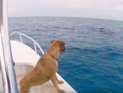 如何帮助狗狗克服怕水心理,狗狗开心跳下水与海豚共游