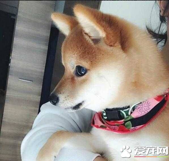 柴犬幼犬能吃鸡蛋黄吗 柴犬吃鸡蛋黄的好处