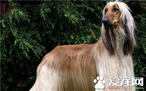 阿富汗猎犬别名 阿富汗猎犬又名喀布尔犬