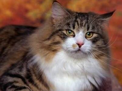 西伯利亚猫的性格 该猫个性是比较强的