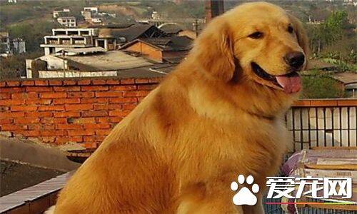 金毛寻回犬是中型犬吗 金毛寻回犬是中型犬