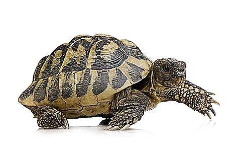 乌龟为什么能活那么久 乌龟能活多少年