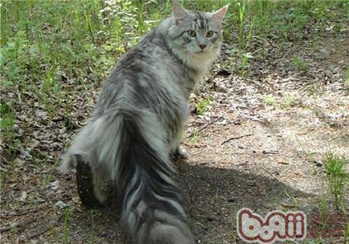 缅因猫寿命有多长？