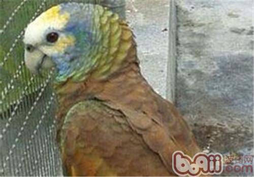 圣文生亚马逊鹦鹉的饲养知识