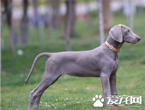 德国魏玛犬吃什么 四种不能缺少的食物