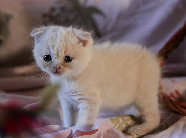 猫掉毛是什么原因