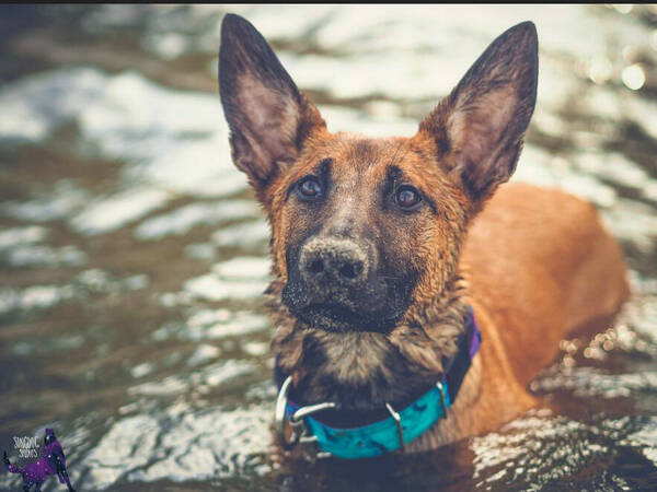 狼青和马犬哪个厉害