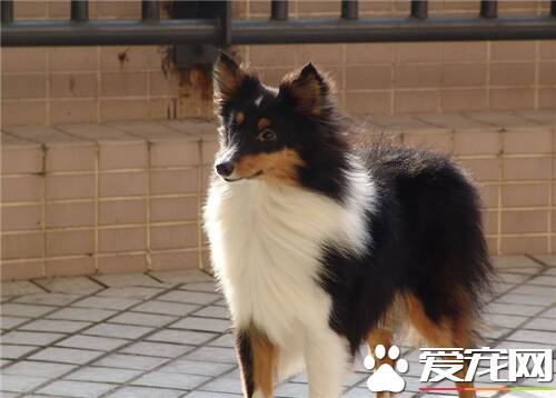 喜乐蒂牧羊犬怎么养 营养需要经过精心配置