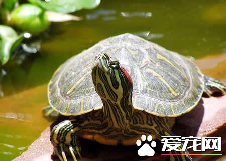 巴西红耳龟是不是巴西绿龟 巴西红耳龟外观特征