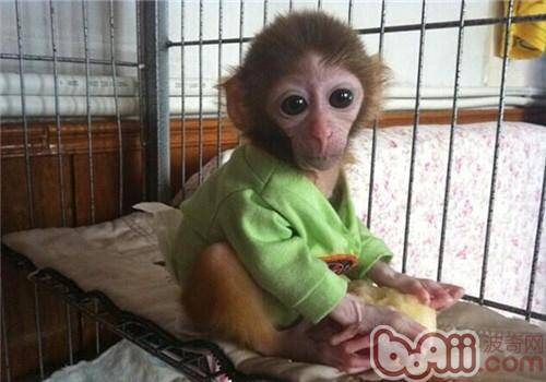 日本袖珍石猴的饲养知识