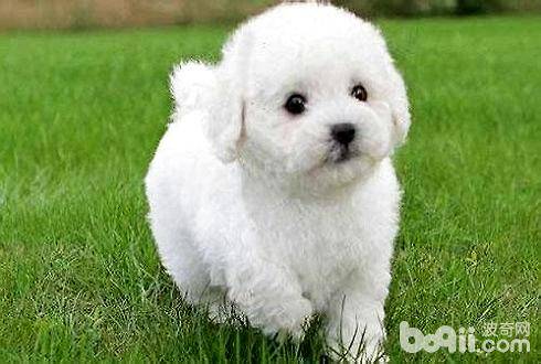 狗狗肝炎症状有哪些？狗狗肝炎防治