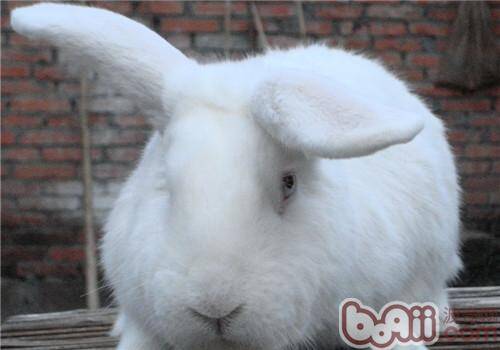 兔子耳朵为什么那么长