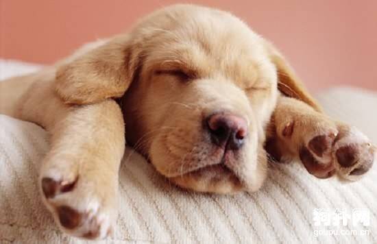 犬肝腹水症状- 狗狗肝腹水治疗方法