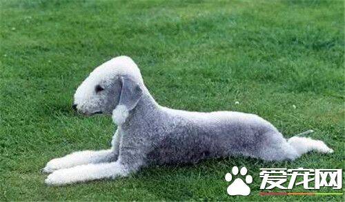 贝灵顿梗犬颜色 颜色有蓝色肝色或淡黄棕色
