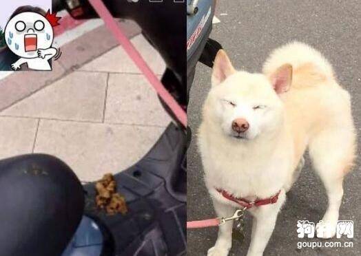 谁说狗狗不爱干净?你看看它们，分明是有洁癖