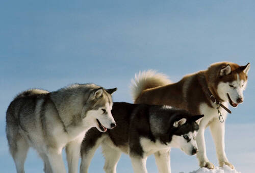 阿拉斯加雪橇犬辨别 胸部厚实肌肉丰富