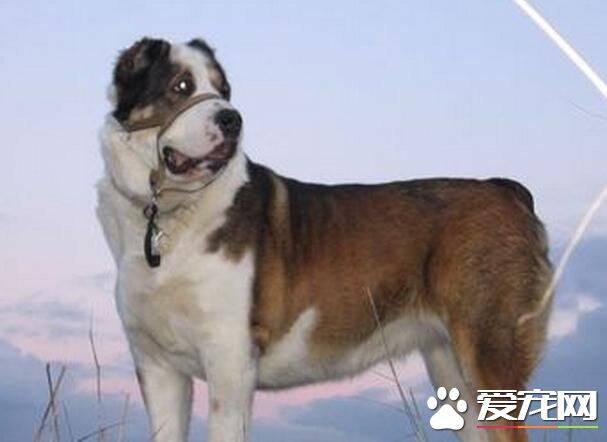 中亚牧羊犬怎么养 中亚牧羊犬需要注意事项