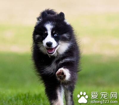 芬兰猎犬的形态特征 有非常匀称的身躯